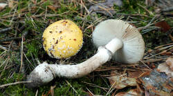 1479162506__-_Amanita_gemmata_4.thumb.JPG.393eddc1fe4eccb7d3b38cabc62738ac.JPG