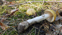 1499916751__-__Amanita_gemmata_2.thumb.JPG.a108c9c657ba6201a1940542d7ca4902.JPG