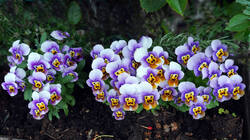 1505305584___Viola.thumb.JPG.63f78481f5aabc98301f5f3d58452ee0.JPG