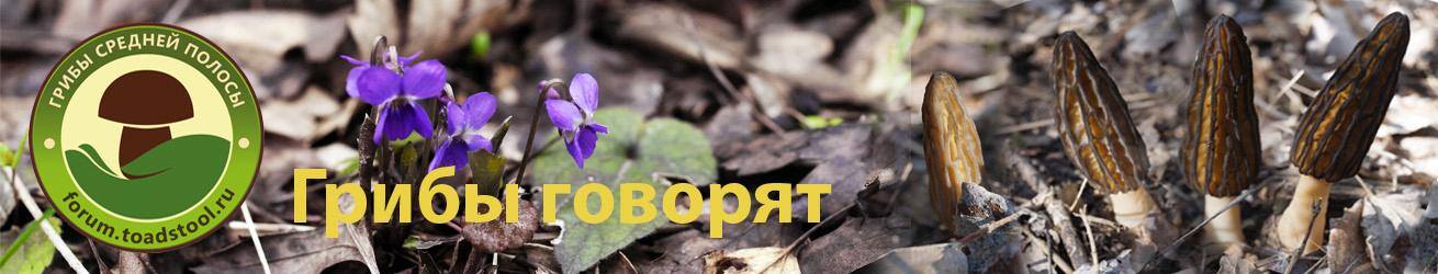 Грибы средней полосы
