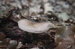 DSC08211а.jpg