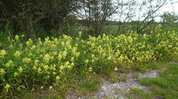 1514636001___Rhinanthus_alectorolophus_20260506.thumb.JPG.b04b15d529a243085260cdc11de0d454.JPG
