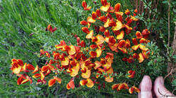 1560557285__Cytisus_.thumb.JPG.a1d0bcde839866915e918cf6c878adf6.JPG