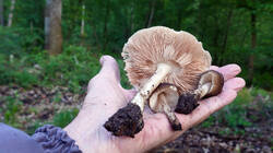 1598904709___Pluteus_cervinus_3.thumb.JPG.8c1197b6188a8b1eb1f74a3d76ce40dc.JPG