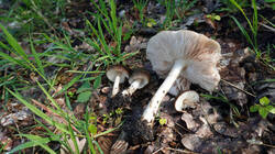 1676297238___Pluteus_cervinus_2.thumb.JPG.b208db6f44ba650cf519eb0f02e0b25a.JPG