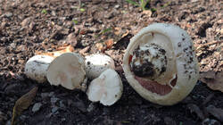 1677503357___Agaricus_bitorquis_.thumb.JPG.d1962127dcbddc33ec9268ea1f261659.JPG