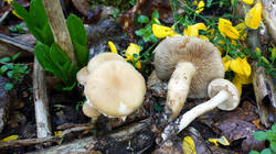 1678288720___Agrocybe_praecox.thumb.JPG.329bb077269b7febaedc4f7b38eb6643.JPG
