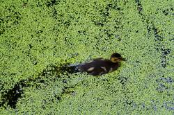 1764688907_26-05-30-.thumb.JPG.034707d238d101438877ba8fb159e759.JPG