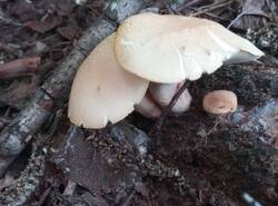 1779469223343.thumb.jpg.372c6110fcf193a0aff8439b4ea593bd.jpg