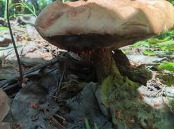 1779969467626.thumb.jpg.59884ad05f6b6ccb92539cf67c69f274.jpg