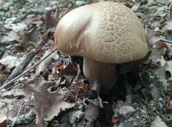 1780158146808.thumb.jpg.ef5169c0f4de8ad2b67ee8bc272e0ab7.jpg