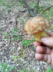1780243636672.thumb.jpg.424006ec4e379ed7a7186f8d1cecac02.jpg