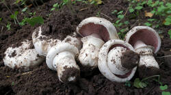 1854973501_Agaricus_bitorquis_AWP_20240927.thumb.JPG.ef50e865de9f6703086eca15ff7dcc78.JPG