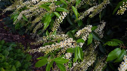 1911396858___Prunus_lusitanica.thumb.JPG.f630d2e8998178c53fed07e73d0061a4.JPG