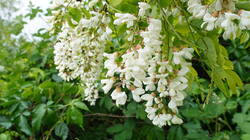 1985929844___Robinia_pseudoacacia.thumb.JPG.2ddfd65b3e7de2d9404e5c579ddd50dc.JPG