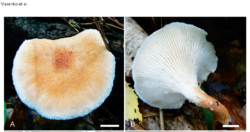 2026-05-27_09_43_35-ZmitrovichinVlasenko_et_al_Botanica_Pacifica.pdf_-_Adobe_Acrobat_Reader_(64-bit).thumb.png.0b4ca4c8825a12e194eedef4479dd324.png