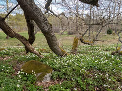 20260427-TAGE0014.thumb.jpg.61b9c9212a160654ff4495227794f29a.jpg