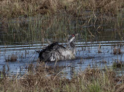 20260430-MRK33223.thumb.jpg.4de0910905c6cae873244d82c83ac279.jpg