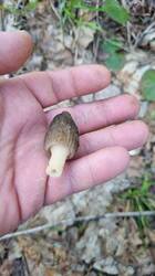 20260505_063306.thumb.jpg.a14233236c70ab921329e05a19982e24.jpg