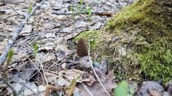 20260505_063423.thumb.jpg.31a5f94a069bb809242f51415c44c355.jpg