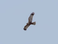 20260510-M3JR0202.thumb.jpg.f63f8a0f7f5317767d628a16bf835f74.jpg