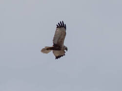 20260510-M3JR0243.thumb.jpg.a4fc30f8e5976a04e9c449a26da25dbb.jpg