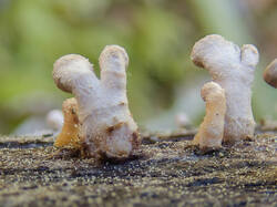 20260514-TAGE0110_DxO-DMap-Stacked.thumb.jpg.6e1c5b4002b1acda3a56e5cd23300b90.jpg