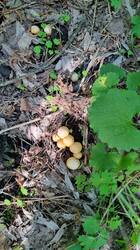 20260514_075916.thumb.jpg.36fe5fe4380ab861ab198fa743472fac.jpg