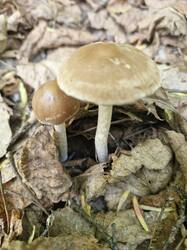 20260516_102547.thumb.jpg.c9674135cfd086aefc5d4c3a511a915d.jpg