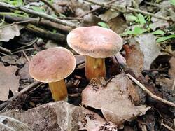 20260519_115530.thumb.jpg.c65a44860120d7d76ca3376cd91d2da9.jpg