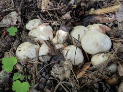 20260520-TAGE0327.thumb.jpg.8c4d56049d10e7fc900eed4a4ab55c9a.jpg