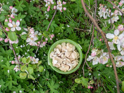 20260520-TAGE0370.thumb.jpg.f483d12f320b708dd8ebf2cacf4cfc09.jpg