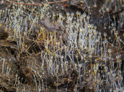 20260522-TAGE0314_DxO-DMap-Stacked.thumb.jpg.61f9e6a664f258c51d5b9c175b0cfb51.jpg