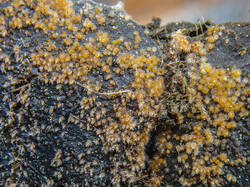 20260522-TAGE0917_DxO-DMap-Stacked.thumb.jpg.c61878a1090a2b55d4d05b3992998b99.jpg