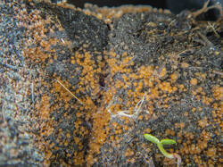 20260522-TAGE0966_DxO-DMap-Stacked.thumb.jpg.a785ba4d2f3bbe4424be0c2386784b24.jpg