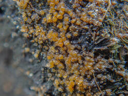20260522-TAGE1029_DxO-DMap-Stacked.thumb.jpg.ff5dba2b255da01d43d6511599591504.jpg