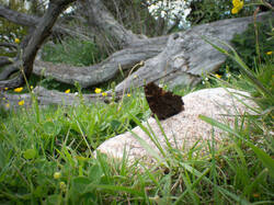 20260522-TAGE1060-Edit.thumb.jpg.b43cd7d4f528a7b349f90d9b34ab5dfa.jpg