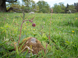 20260522-TAGE1061.thumb.jpg.041f4911cf431b5b8df4250aefcb185d.jpg