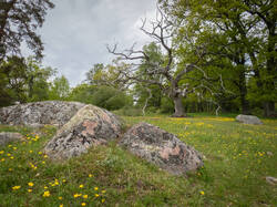 20260522-TAGE1074.thumb.jpg.e5429f01df4c072ff4081773daa2a44a.jpg