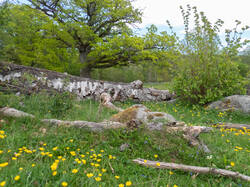 20260522-TAGE1123.thumb.jpg.1404661f2a61c77d7aa7a3f6356e24c9.jpg
