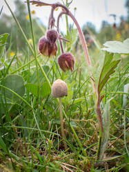 20260522-TAGE1215.thumb.jpg.c5ebf34cd2dd262a9c0d07b02d4ab912.jpg
