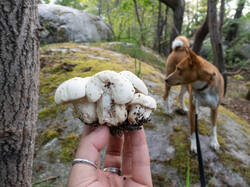 20260522-TAGE1434.thumb.jpg.bcb1bdaa14c3fa2e52f20fbcfa3ce750.jpg