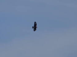 20260524-M3JR0596_DxO.thumb.jpg.bb86c9fedf2203b5440186fc9ad4b8cc.jpg