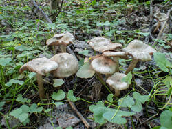 20260524-TAGE0147.thumb.jpg.803fc89e9d66ad6c05b30b5dfee86f50.jpg