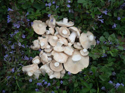 20260527-TAGE0001.thumb.jpg.2273d6fffb26a4a620f9c2c1481e77e6.jpg