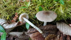 2056010182_Mycena_niveipes__AWP.thumb.JPG.92b238c020b2232f48e3873a37791264.JPG