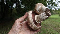 2059895786___Agaricus_cappellianus_.thumb.JPG.32ff5538bd4ffdee63f737d8c3263ad6.JPG