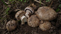 2083427453___Agaricus_cappellianus_.thumb.JPG.99ebdc30a2353ef1066816221597fb4c.JPG