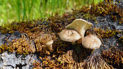 2096002686___Lentinus_arcularius_AWP_20260508.thumb.JPG.8996d6ae4eae92986fd293f6b48f4f1d.JPG
