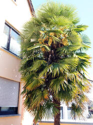 2120956486____Trachycarpus_fortunei__20260501.thumb.JPG.784ed9be71671cd11e2a7e2a86cd6c88.JPG